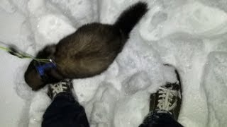 ferret Spike in the snow - part 2 by channel4ferrets 1,821 views 11 years ago 1 minute, 6 seconds