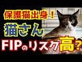 【保護猫とFIP】保護猫さんはFIPになりやすいのか？｜保護猫さんを迎える方に知ってほしい正しい知識｜第158話＠猫伝染性腹膜炎