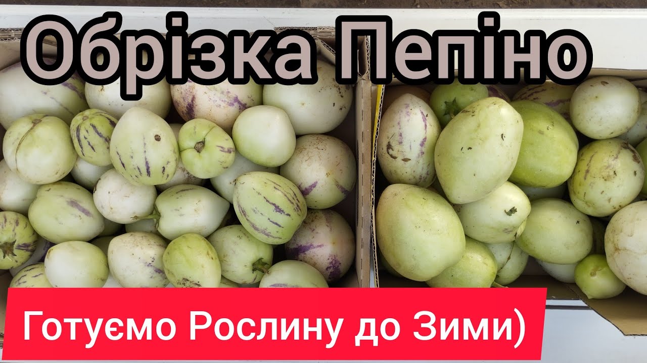 Пепіно готуємо до Зимовки, що потрібно знати)))