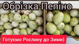 картинка: Пепіно готуємо до Зимовки, що потрібно знати)))