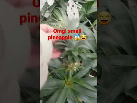 Wow! it's a small pineapple #asmr #satisfying #plants #fruits #cute #small #amazing #short