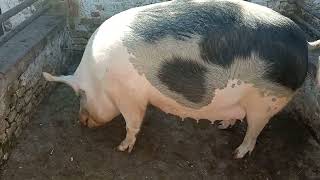 Krmača Se Prasi 12 Puta Za 5 Godina - Je Li Tačno?