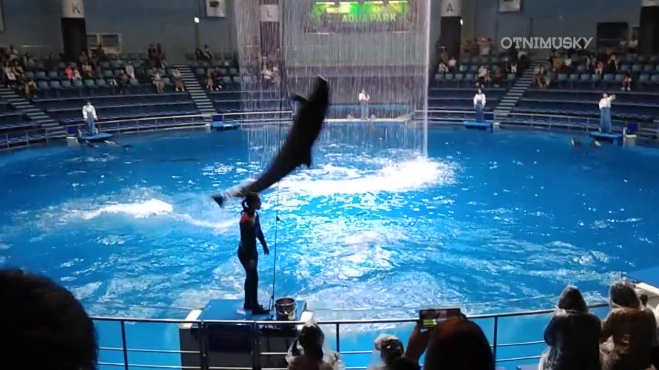 Maxell Aqua Park Shinagawa - Dolphin Show (Day Time) - YouTube