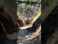 Joel Villeneuve in Whiskey Throttle Hill Climb 1 At One And Done #hillclimb #rockbouncer #mudding