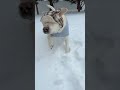 @dozerpups4349: Well furiends, the blizzard has arrived!! #dog #doglover