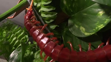 The joys of working with S.alternans......