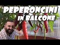 Speciale #4 - Peperoncini in balcone