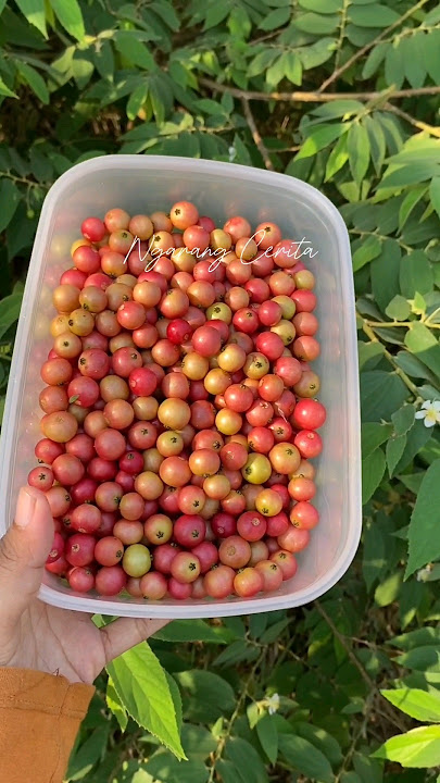 Buah Kersen #fruit #shorts