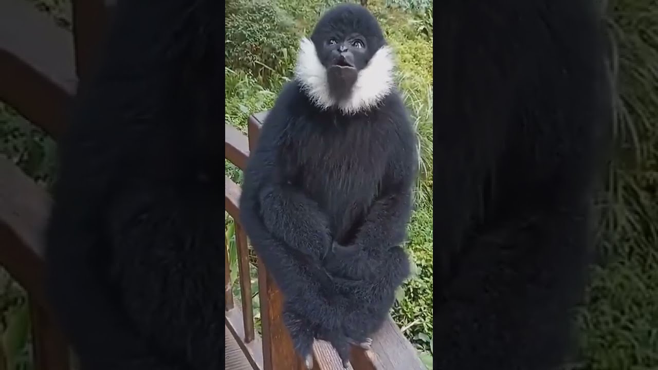 WhiteCheeked Gibbon Sound Wildlife Michelle Goosen