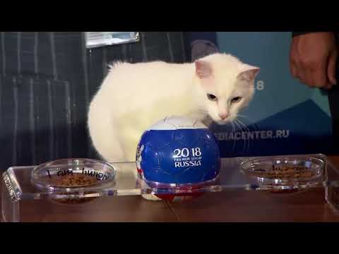 Video: Chú Mèo Achilles Chuẩn Bị Cho Dự đoán World Cup
