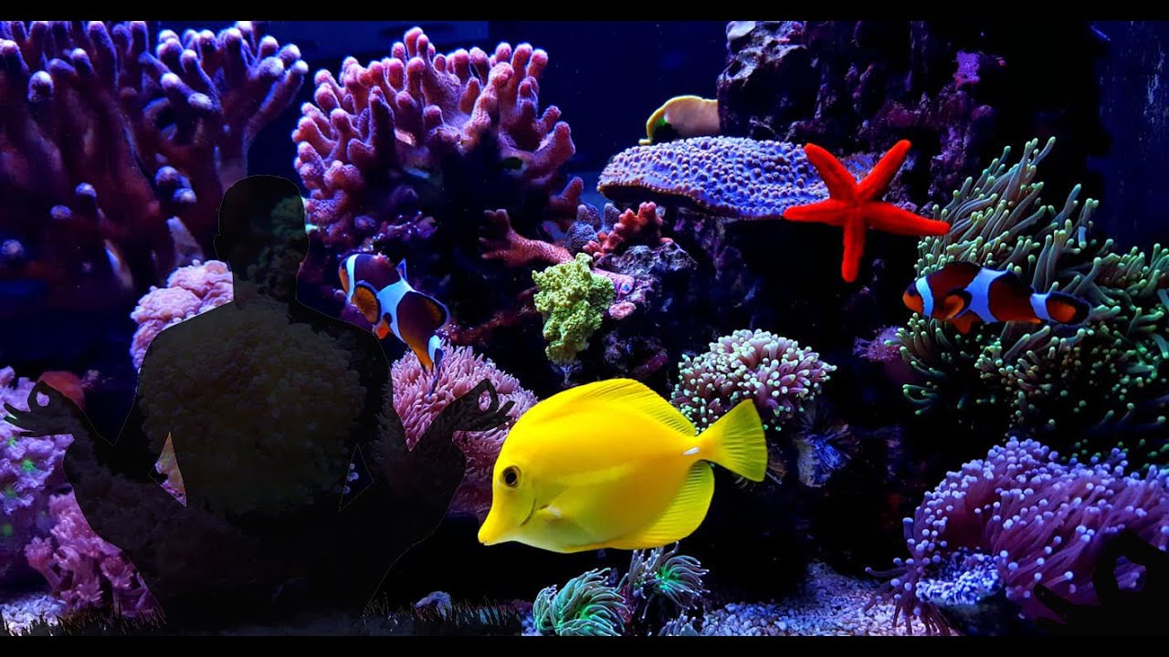 MÚSICA E VOZ PARA MEDITAÇÃO GUIADA / TRANSCENDENTAL