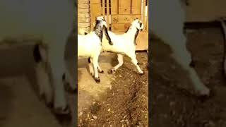 Top Quality 25 Mnt Kota Male Jodi  Pra 22000