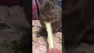 Bunny eating lettuce ASMR