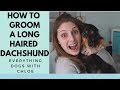 HOW TO GROOM A LONGHAIRED DACHSHUND