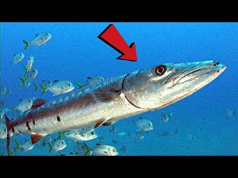 Top 10 most dangerous sea creatures - YouTube