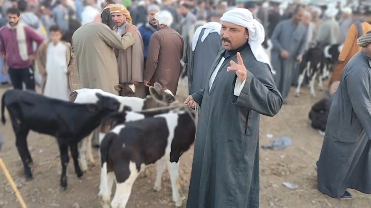 اسعار العجول البقري اللباني في سوق دمنهور العمومي للمواشي يوم 31/1/2026