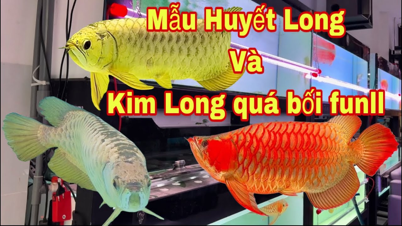 Kim Long Quá Bối Funll Và Một Số Cá Rồng Huyết Long Xịn Đẹp 😍 