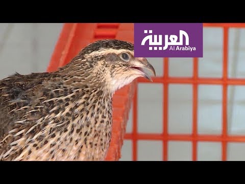 صباح العربية تبوك تصدر 30 مليون طائر سم ان سنويا