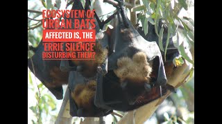 Why are Fruit Bat Colonies Disappearing? Is there a link to the Corona Pandemic BNHS flags concern!