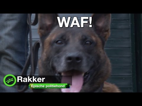 DumpertTV langs bij politiehond Rakker!