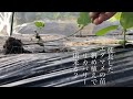 家庭菜園　エダマメの苗　徒長　　徒長した苗は斜め植えでリカバリー出来る？　　　　　　　　　　　　　深植えと斜め植えを観察