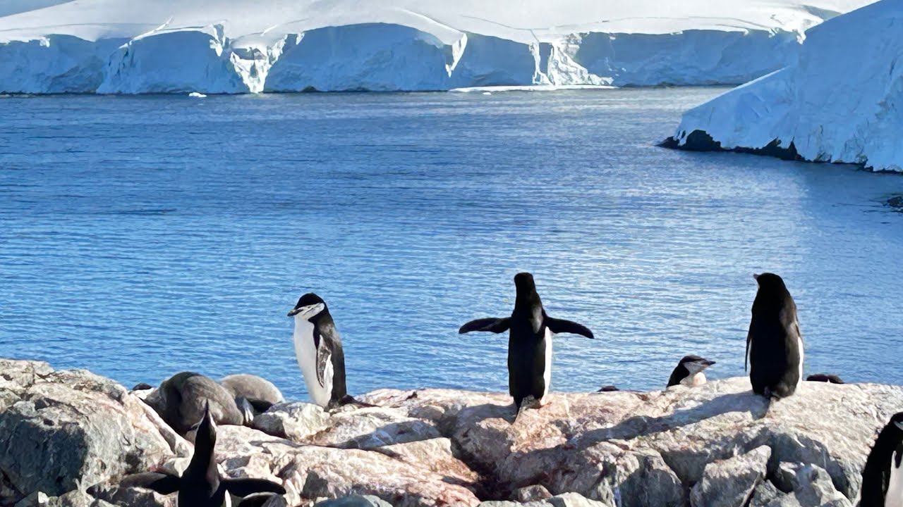 Antarctica Cruise 2026