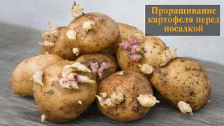 Проращивание картофеля перед посадкой