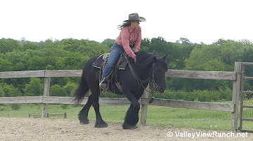 Leo the Fell Pony - walk, trot, lope, stops, transitions! - ValleyViewRanch.net