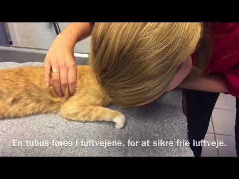 Video: I hvilken alder kan du sterilisere en kat?