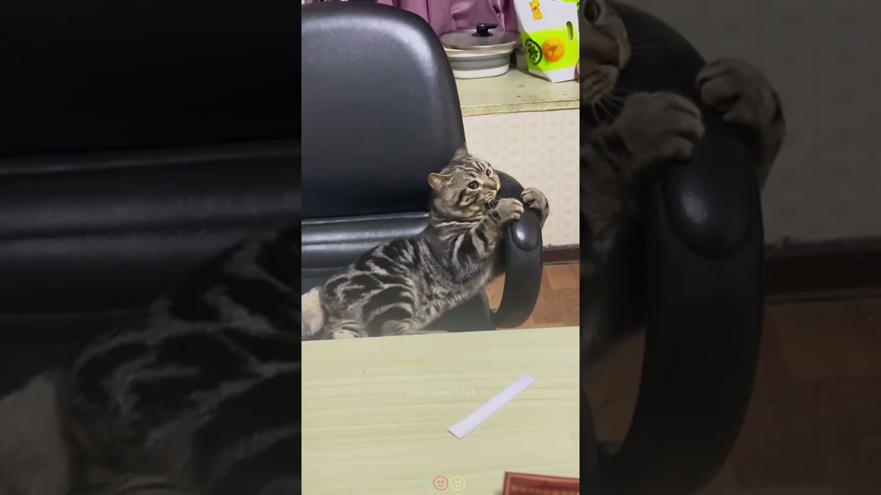 #cat #catdogfuns #catfunny #funny #cutespets #catvideos #funnypetschannel #pets #funnycatvideos