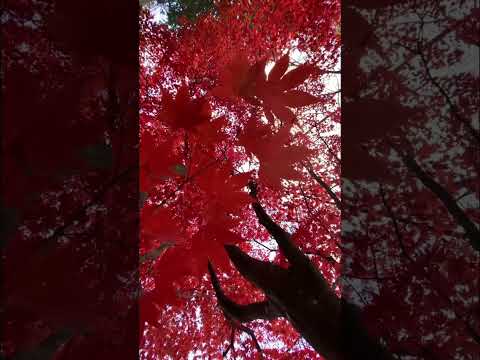 真っ赤な紅葉と鳥のさえずり｜ASMR｜瞑想｜shorts｜癒し｜リラックス｜relaxation｜healing ｜ redleaveses｜ meditation｜Wind｜自然音｜環境音