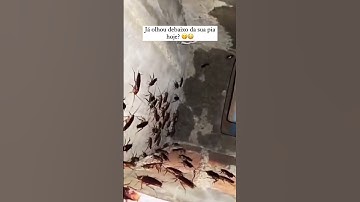 Barata em baixo da pia