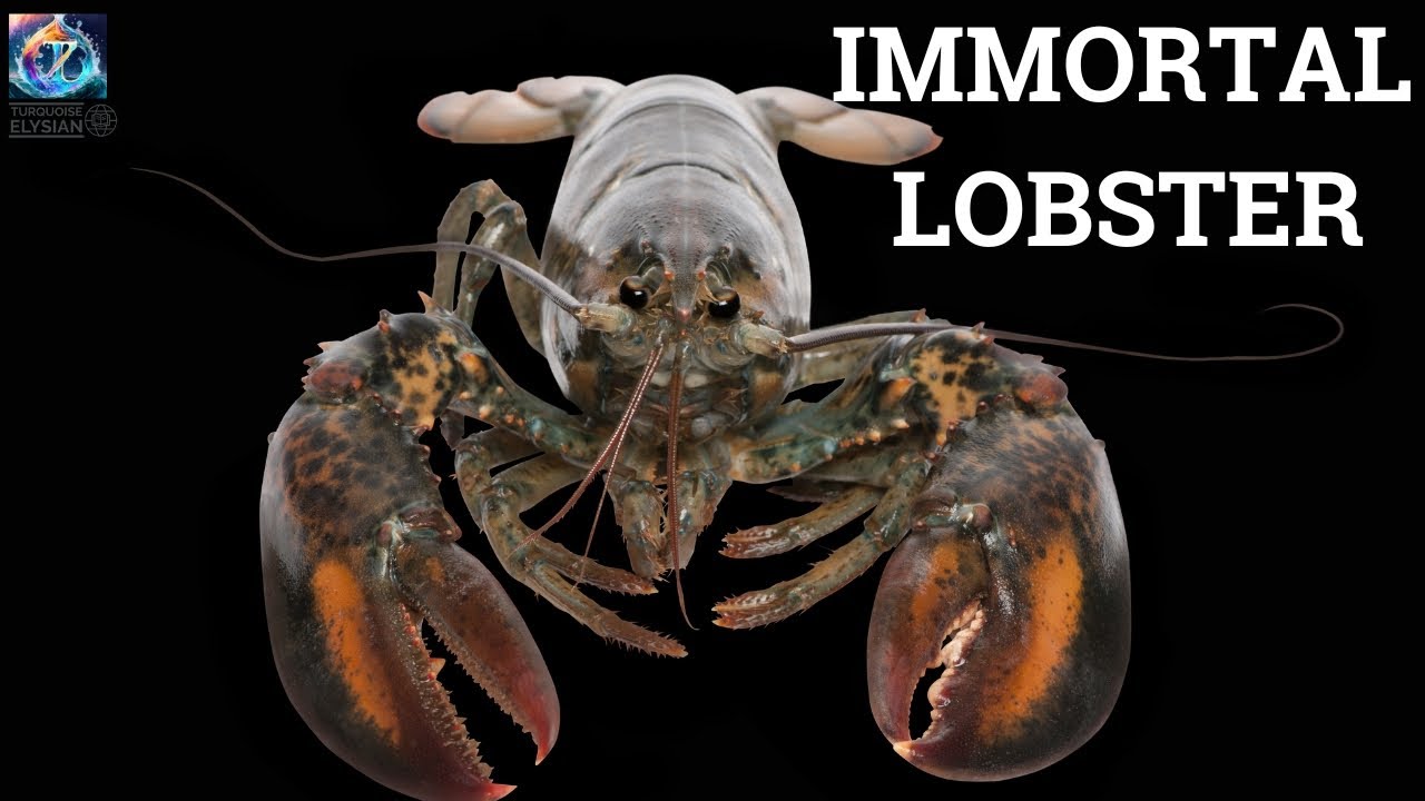 The Immortal Lobster: Nature's Ageless Wonder!