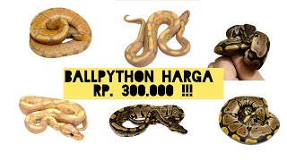 Ball pythons for sale for only 300 thousand Rupiah. Please stop by, bro! #ballpython #ballpythons...