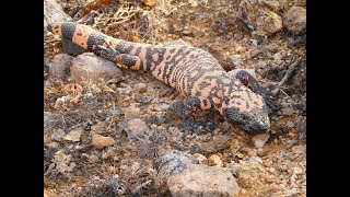 Gila Monster