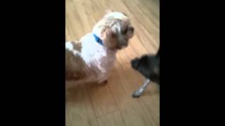 Sunday Afternoon 2-2I-2016