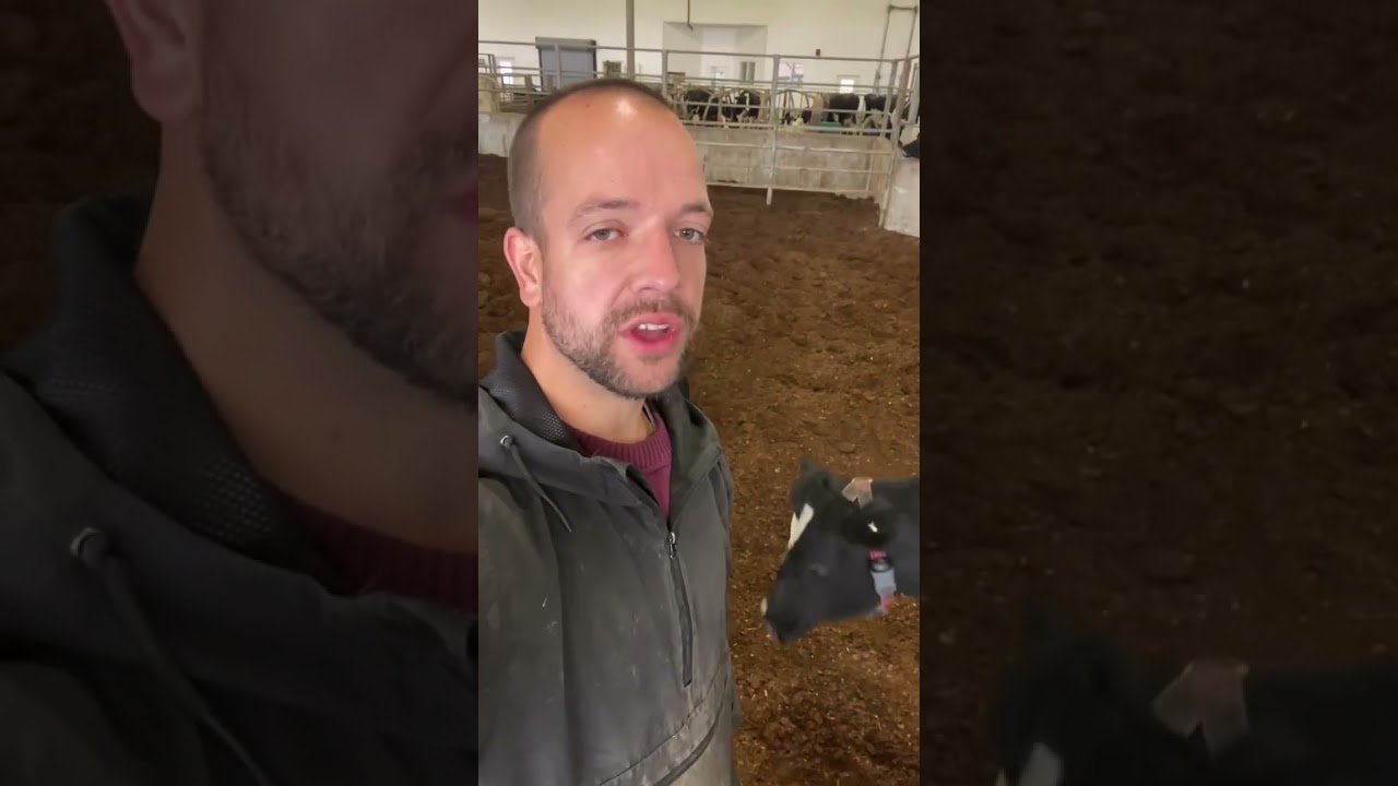 Weaning dairy calves is more difficult when they are kept together with their mothers