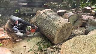 🌳🌳🌳 Best Chainsaw for Firewood 🪵 STIHL MS 462 C-M 💪💪💪