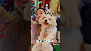 Strength looks good in ribbons. 🤭 #furmomlife #laughwithus #pets