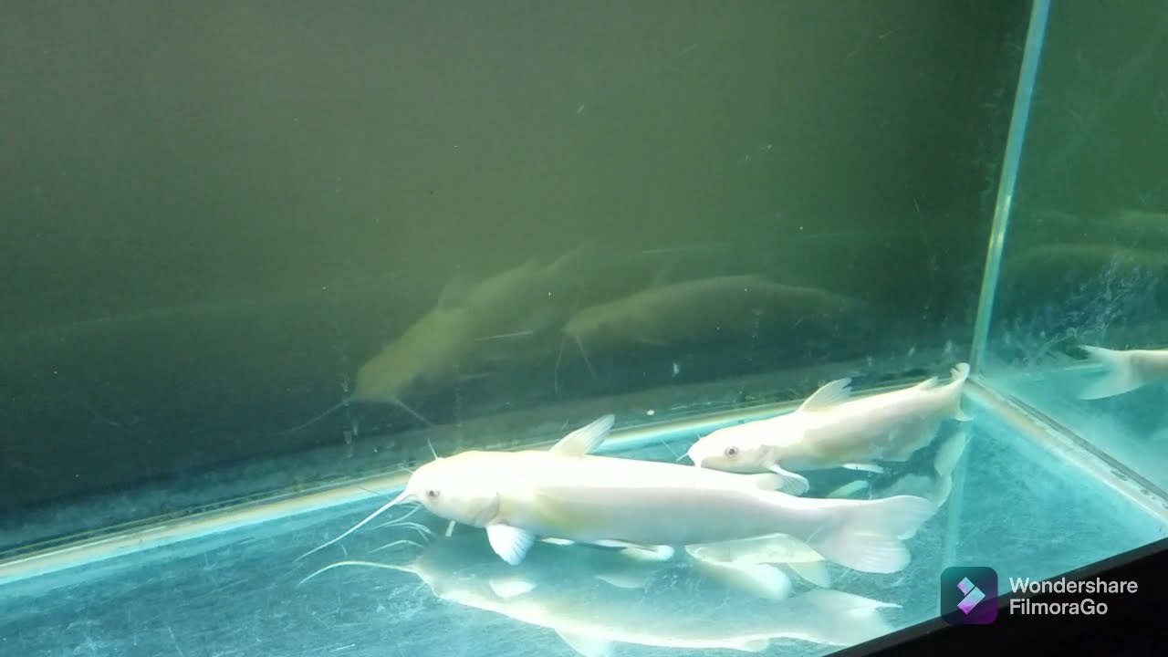 3yr Albino Channel Catfish Update.