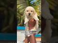 RETRIVER MALE PUPPY AVAILABLE BEST PRICE DD /8050525227#trending #goldenretreiver #puppylove #viral