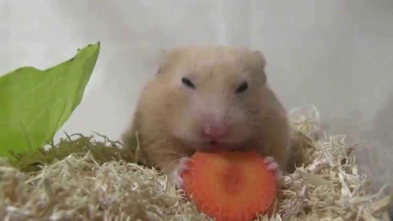 ハムスターの目覚めて食べて最後はうんち飛ばします - YouTube