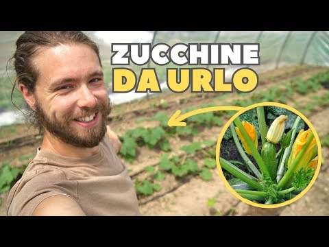 Video: Varietà e tipologie di zucchine: descrizione, caratteristiche, caratteristiche colturali