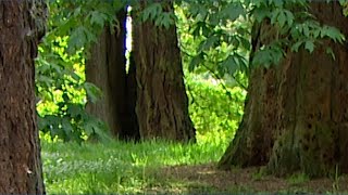 Seward Park Audubon Center director on why urban canopy is important