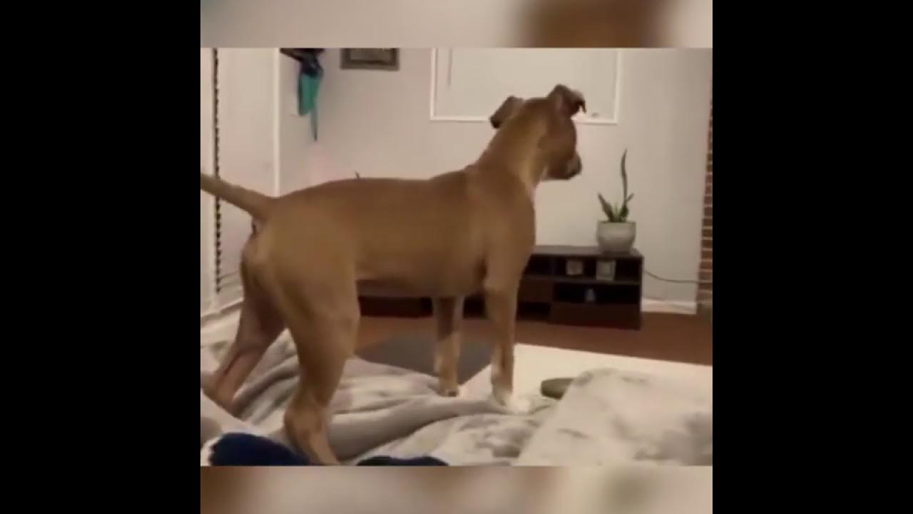 Ютуб видео с собаками. Ютуб видео с собаками. Собака за рулем. Ютуб видео с собаками. Собака удивляется.