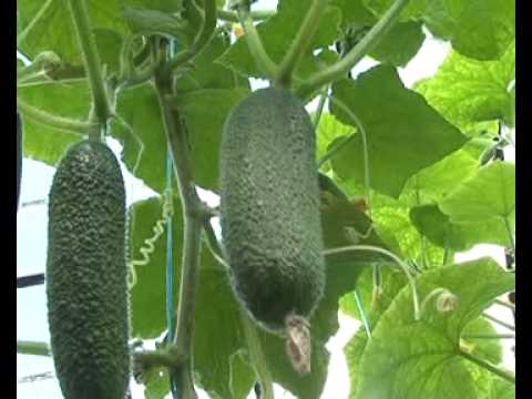 Video: Whitefly Amonjaks: Siltumnīcā Un Atklātā Laukā, Whitefly Amonjaks Uz Tomātiem Un Kāpostiem, Zemenēm Un Gurķiem. Kā Atšķaidīt Amonjaku?