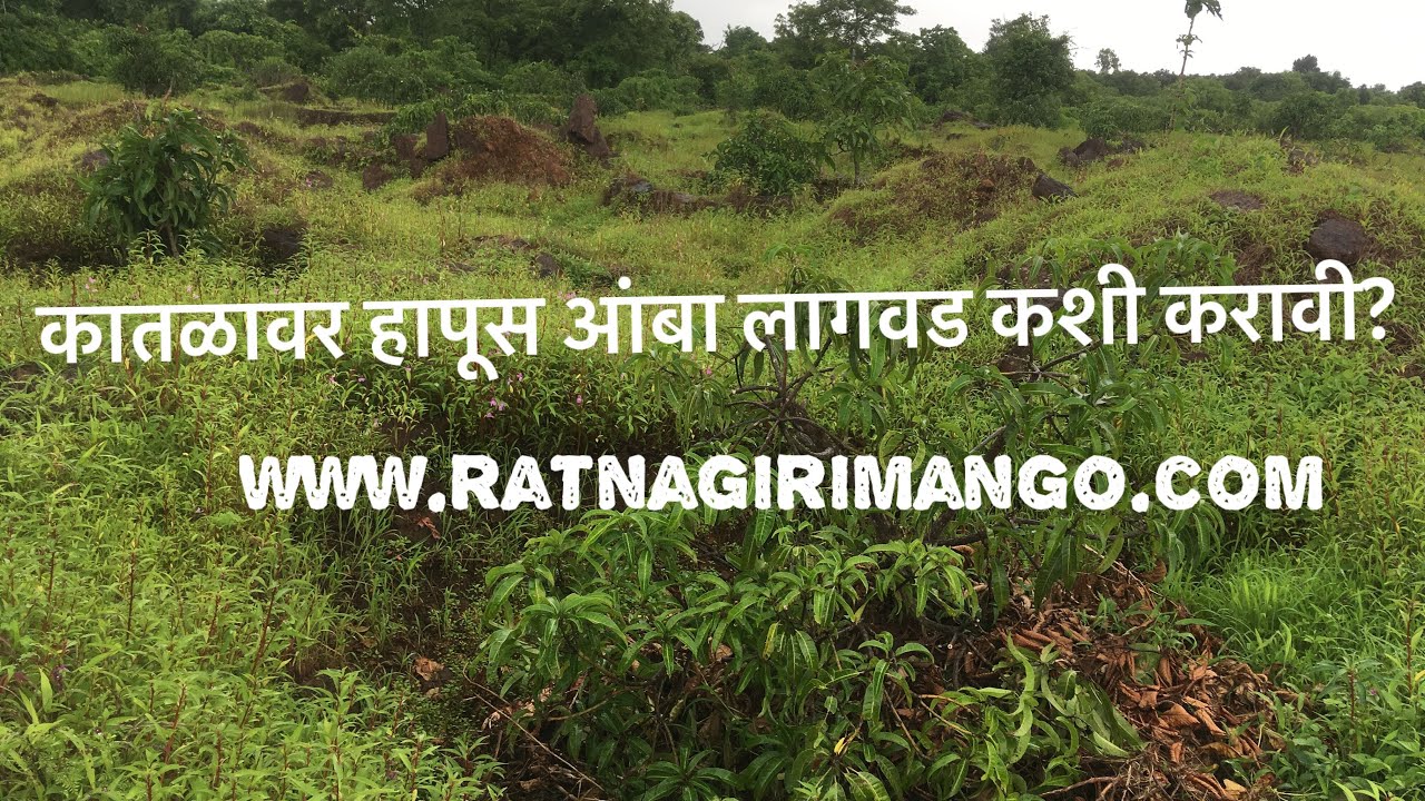 Alphonso mango tree plantation!!