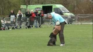 French Bulldog 1½ Year Old, Purplehearts Magic Evolution Ozzy Ipo 3 Dm Grp. C Show