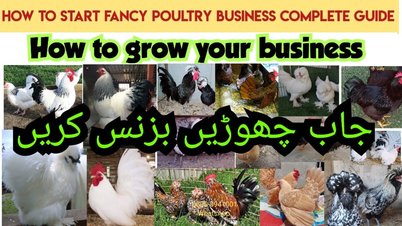 How to start Fancy Poultry Business Complete guide | leave job and ...