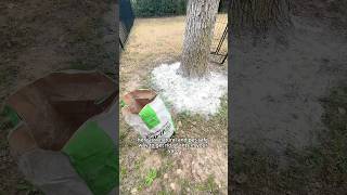 A natural & pet-safe way to get rid of ants in your yard 🐜🙅🏼♀️🐶 Food Grade Diatomaceous Earth ✨
